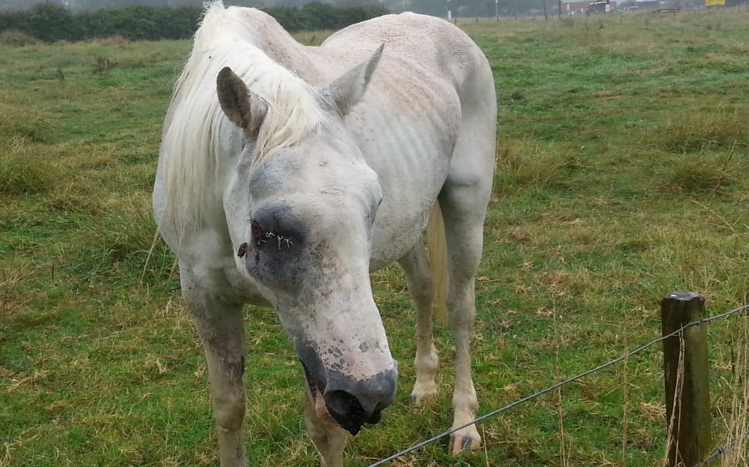 An Auckland woman has been sentenced to 260 hours' community work for animal welfare offences.