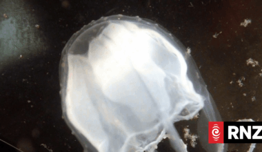 How Irukandji jellyfish the size of a fingernail causes 'unimaginable pain'
