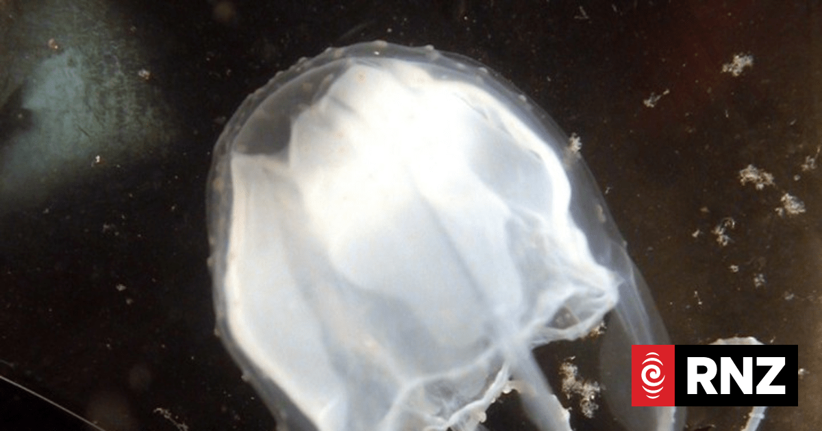 How Irukandji jellyfish the size of a fingernail causes 'unimaginable pain'