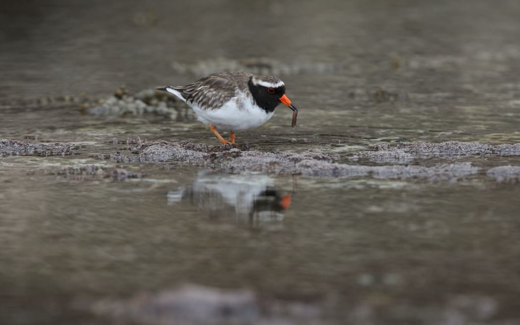 A shore plover in Māngere.