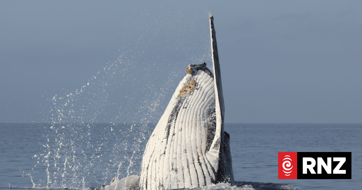 Fifty years after New Zealand stopped whaling, humpback population showing signs of recovery
