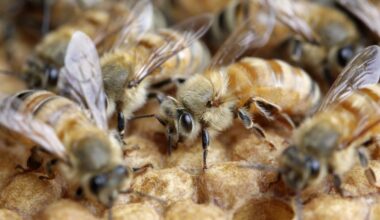 Tauranga City Council deals with 34 complaints about bee poo in two years