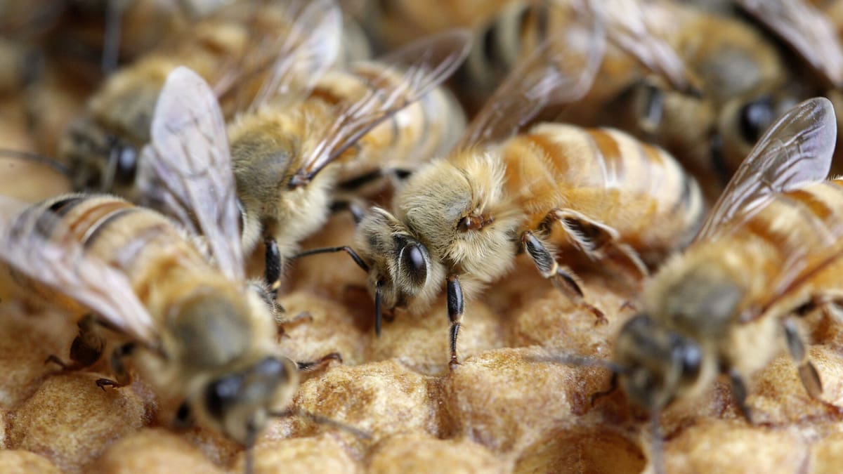 Tauranga City Council deals with 34 complaints about bee poo in two years