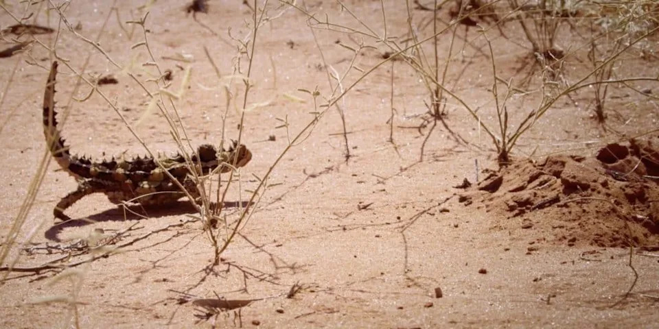 <p>Thorny devils like to set themselves up on established ant trails and gulp thousands of ants in a single sitting.</p><p class="copyright">©YouTube/lovenature</p>