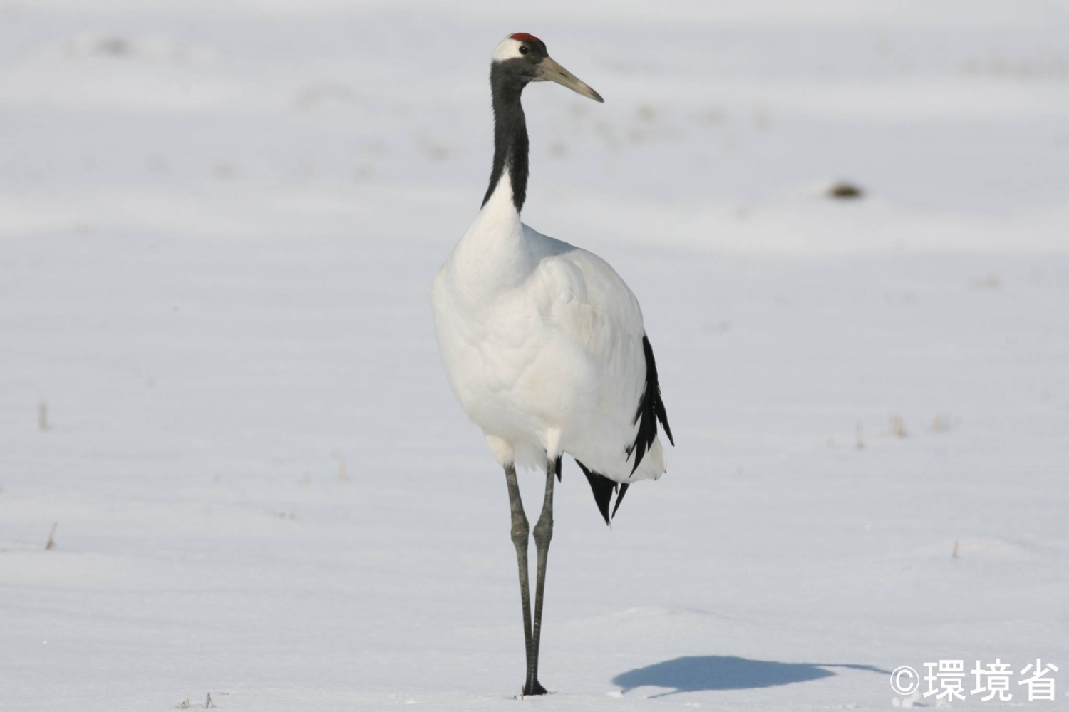 Japanese crane no longer considered 'threatened' as population recovers