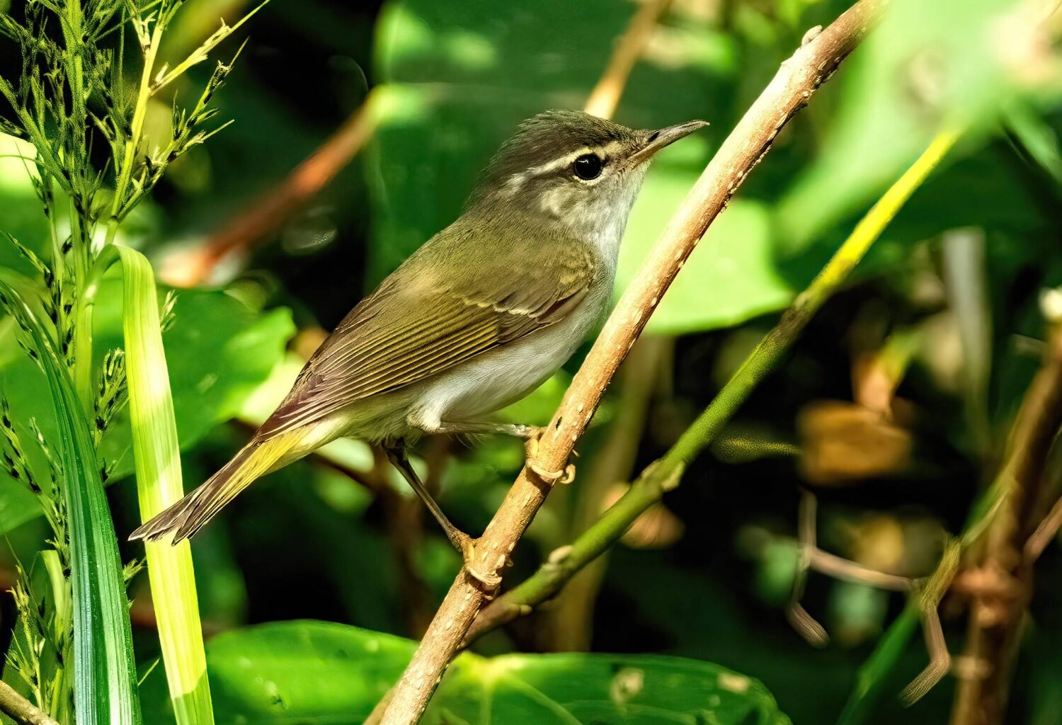 New bird species found in Japan for first time in 45 years