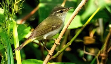 New bird species found in Japan for first time in 45 years