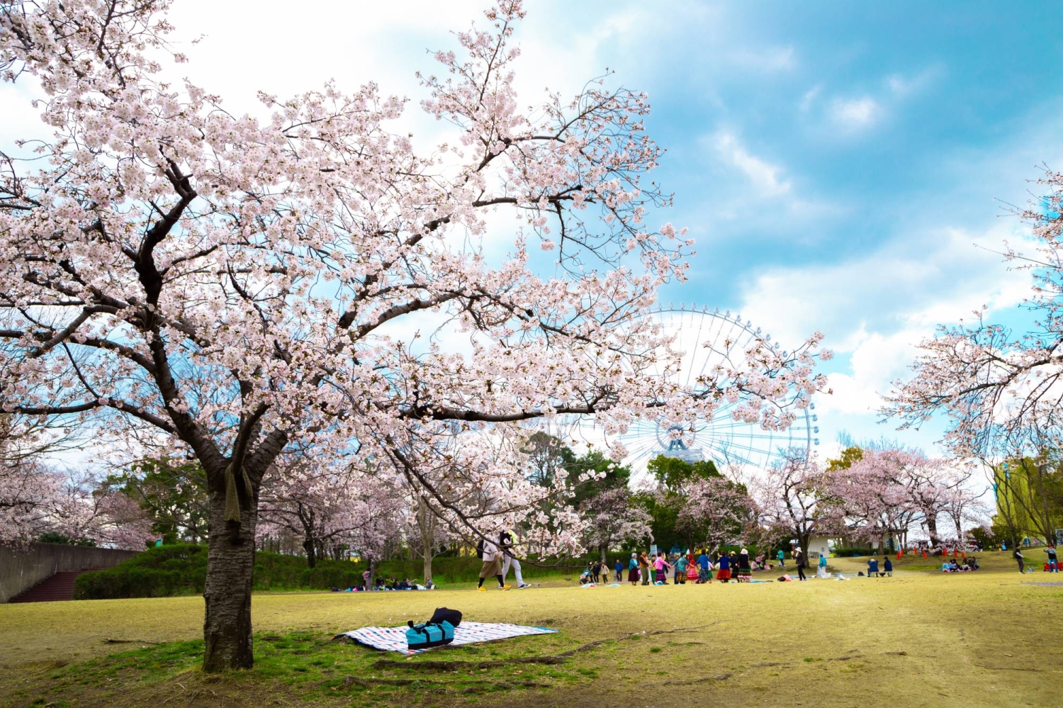 Average cherry blossom-viewing budget falls 13.8%