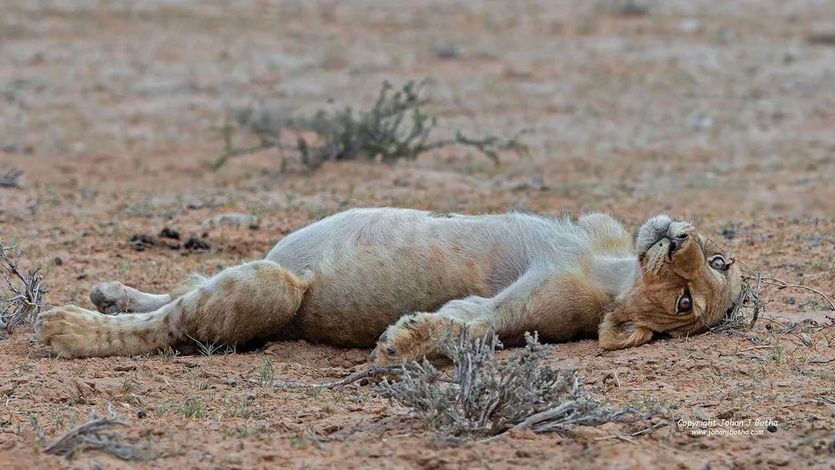 Wildlife Photographer Snaps 'Surprisingly Humorous' Moment Lion Cub Needs to Nap After a Big Meal