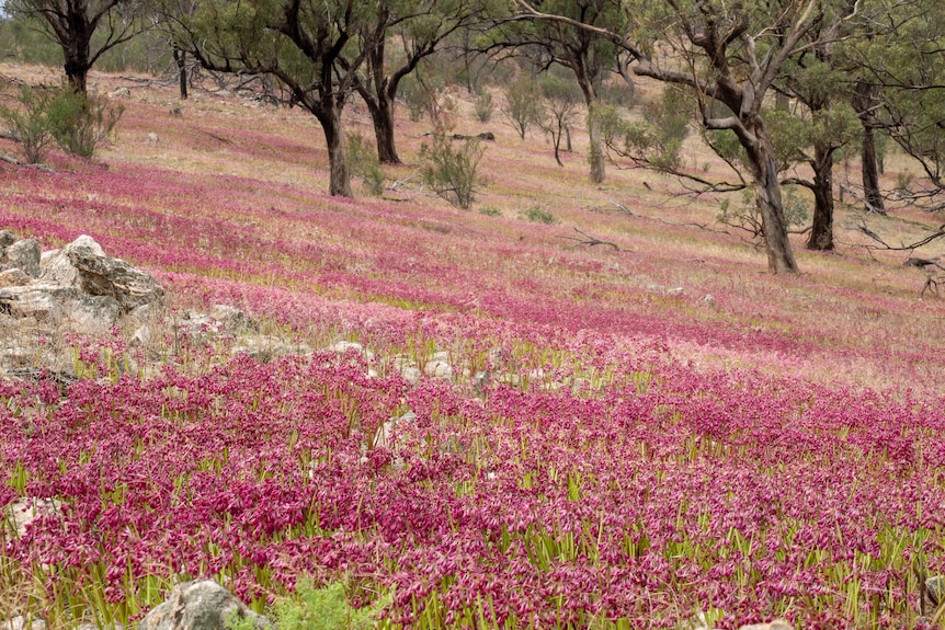 A field of pink flowers of different shades, with trees in the background