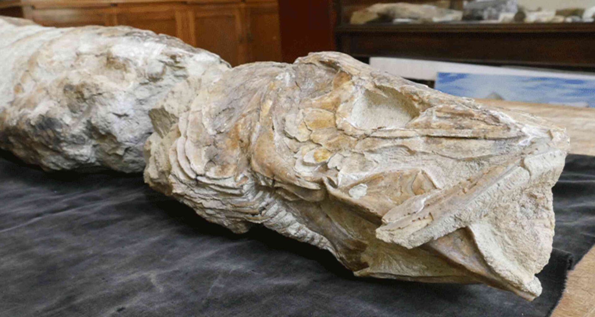 Nearly four-foot predator fish hunted seas 55 million years ago