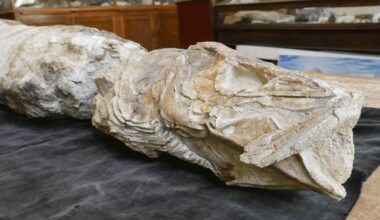 Nearly four-foot predator fish hunted seas 55 million years ago