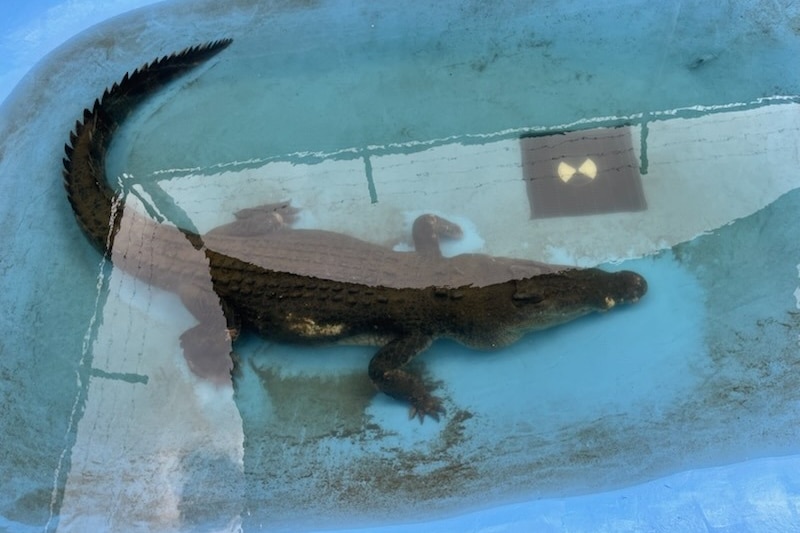 A crocodile in a man-made pond.