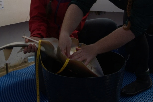 Two women on a boat measuring a banjo shark