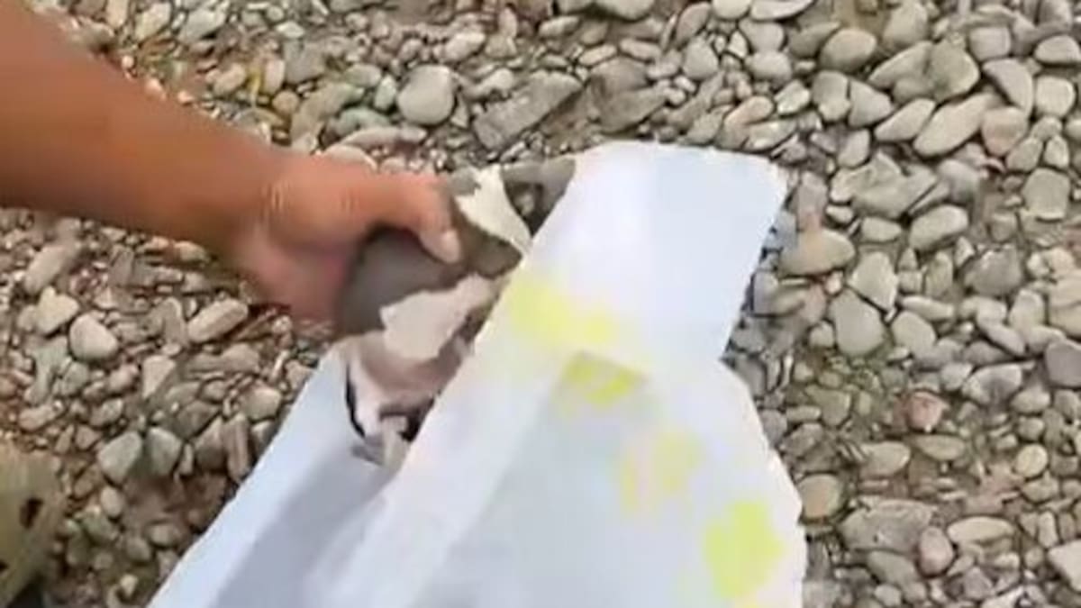 Man charged after footage allegedly shows puppies being thrown into Whakatāne River