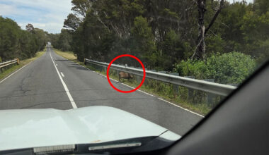 Worrying photo exposes 'selfish' plan to intentionally breach Australia's biosecurity: 'I'm disgusted'