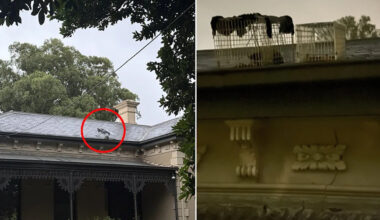 Sad find on Aussie homeowner's roof in extreme heat sparks calls for change: 'Wrong'