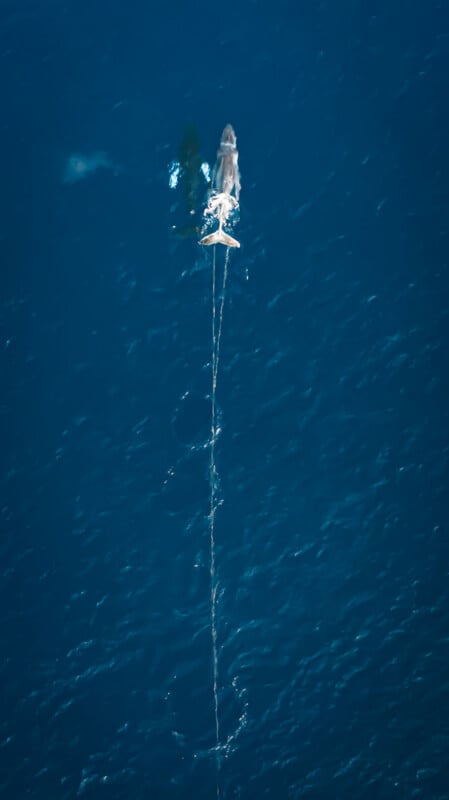 Aerial view of a shark swimming in deep blue water with a long fishing line trailing behind it, tangling in the ocean.