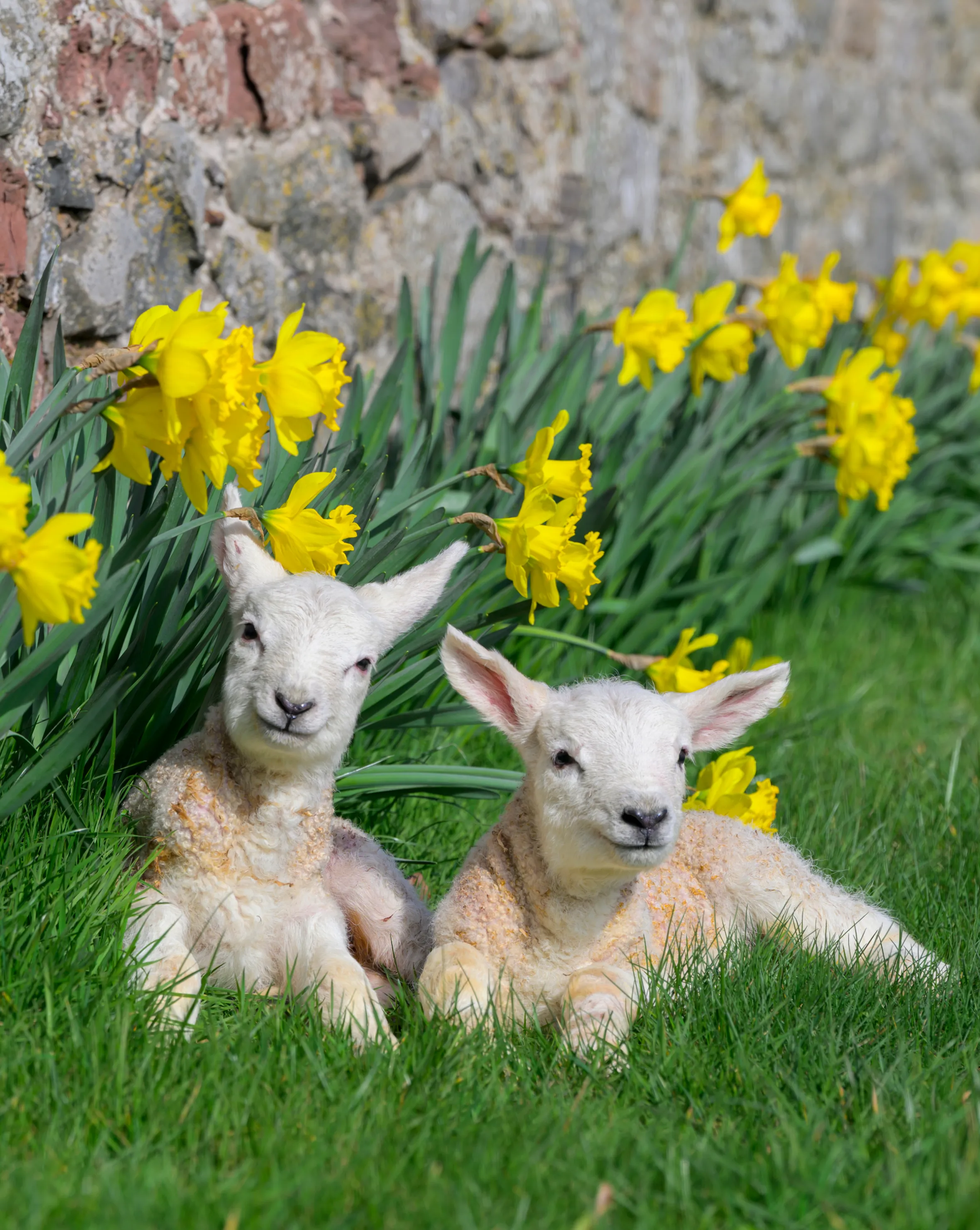 Two twin lambs relax among bright yellow daffodils in a sunny field.