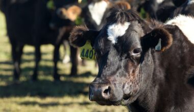 Live animal exporters disappointed by backtrack on Government commitment