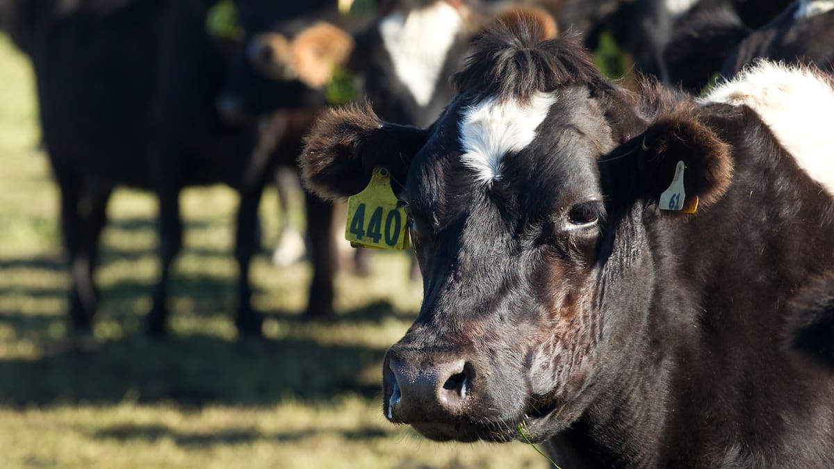 Live animal exporters disappointed by backtrack on Government commitment