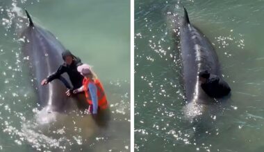 Rare whale stranded in inner Auckland city bay breaks free thanks to local volunteers - NZ Herald