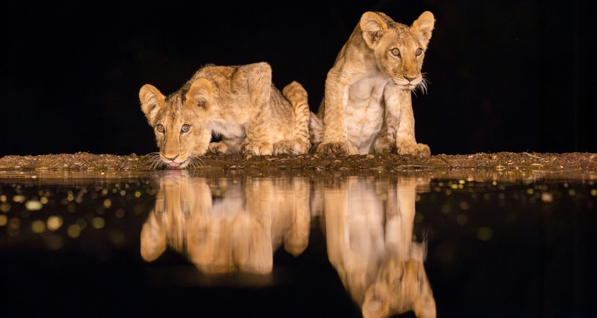 Noctourism: the new safari travel trend that's changing the wildlife we can photograph in Africa