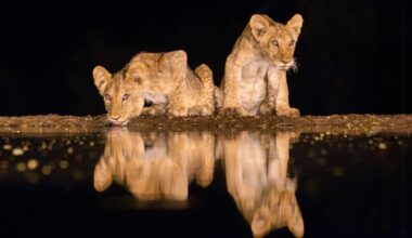 Noctourism: the new safari travel trend that's changing the wildlife we can photograph in Africa