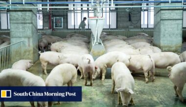 China’s massive pig farms spark a supply glut as hog prices hit 8-year low
