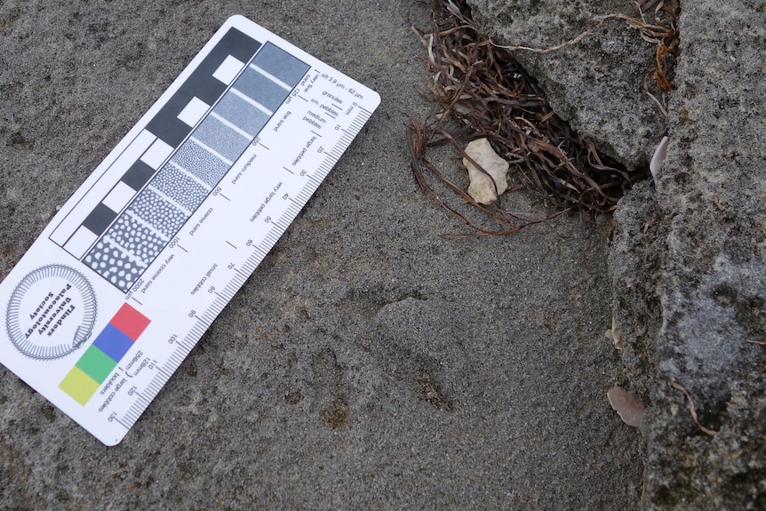 Measuring card with white, black and coloured squares and measure lines and outline of bird footprint in grey rocky ground