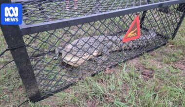 Saltwater crocodile found in dam hundreds of kilometres from normal habitat