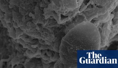 Sperm get lost in space, Australian research into microgravity impacts suggests | Space