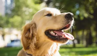 Nutrition Insight logo