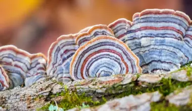 Nutrition Insight logo