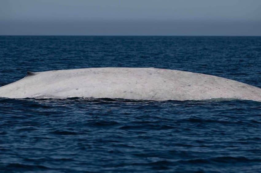 blue whale
