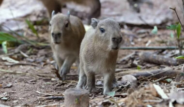 One of two capybaras born in Mandai Wildlife Reserve has died