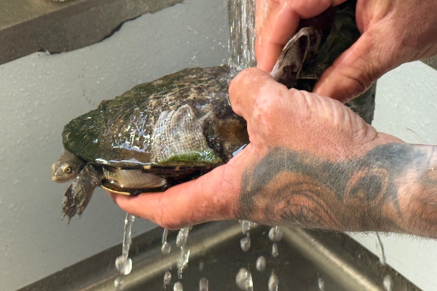 A photo of a turtle, being held and washed under a sink in a lab.