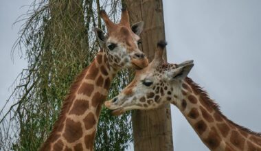 Hamilton Zoo’s $1.7m land purchase to boost rhino, giraffe and savannah herds