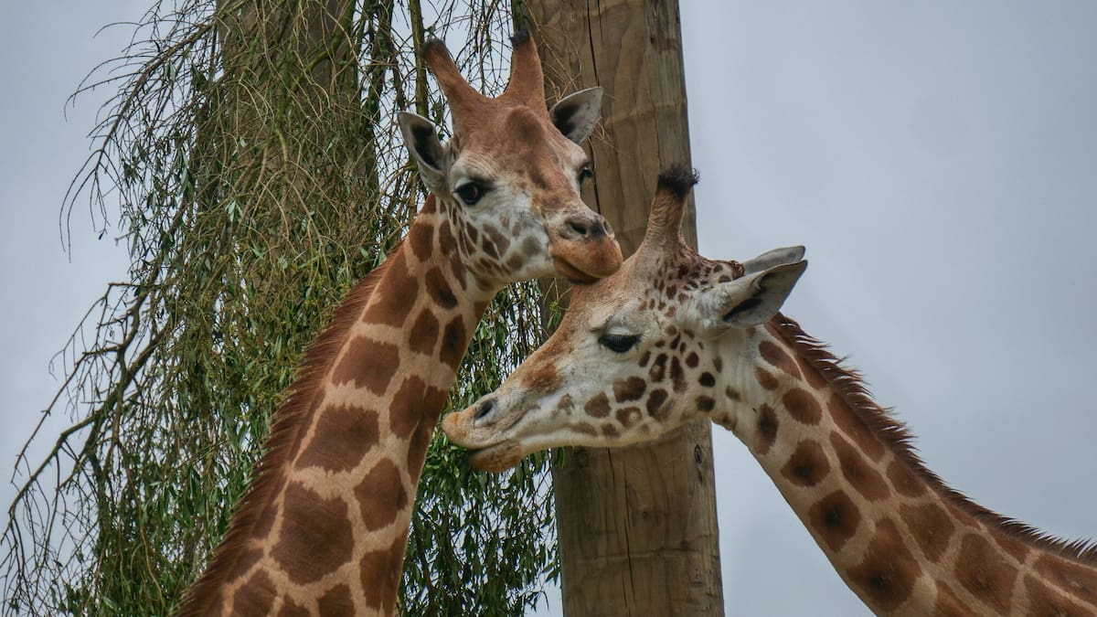 Hamilton Zoo’s $1.7m land purchase to boost rhino, giraffe and savannah herds