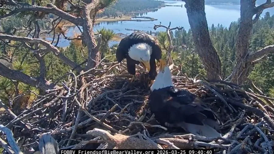 Two adult bald eagles, Jackie and Shadow, stand together in a large stick nest high in a tree above Big Bear Lake, preparing eggs ahead of the expected hatching period.