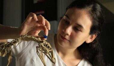 Brain of first flying reptile’s ancestor rebuilt to figure out how they took flight | National