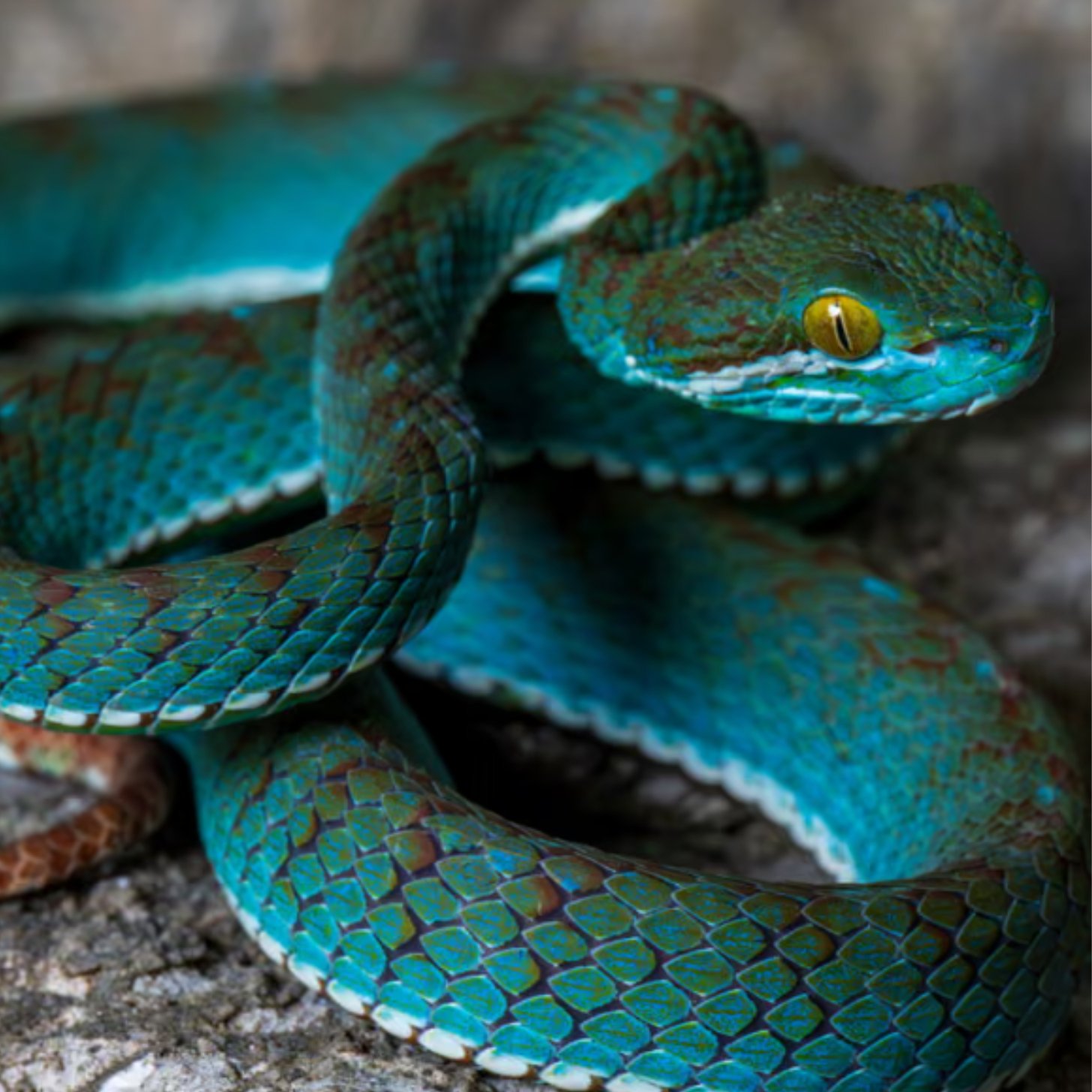 A turquoise snake with yellow eyes coils up in a cave 