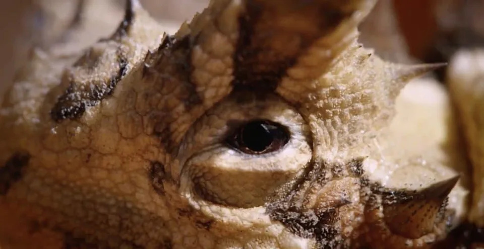 <p>These reptiles feature full-body spiky scales and false heads to ward off predators.</p><p class="copyright">©YouTube/lovenature – <a href="https://www.youtube.com/watch?v=t3kf5528_8c" rel="nofollow noopener" target="_blank" data-ylk="slk:Original;elm:context_link;itc:0;sec:content-canvas" data-yga="{"yLinkElement":"context_link","yModuleName":"content-canvas","yLinkText":"Original"}" class="link ">Original</a></p>