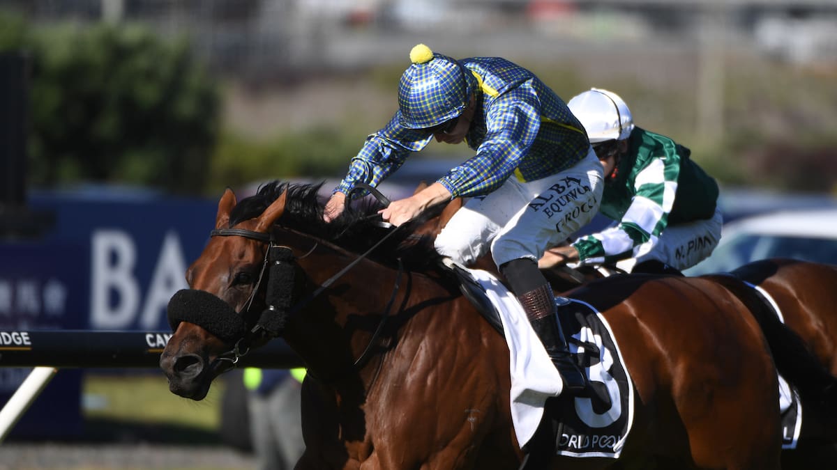 Horse racing: Waikato stud farms join forces to keep Savaglee in New Zealand