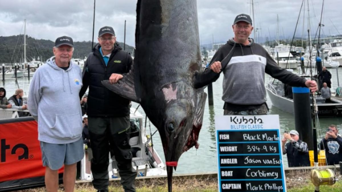 Coromandel anglers land 384.9kg black marlin in Billfish Classic record