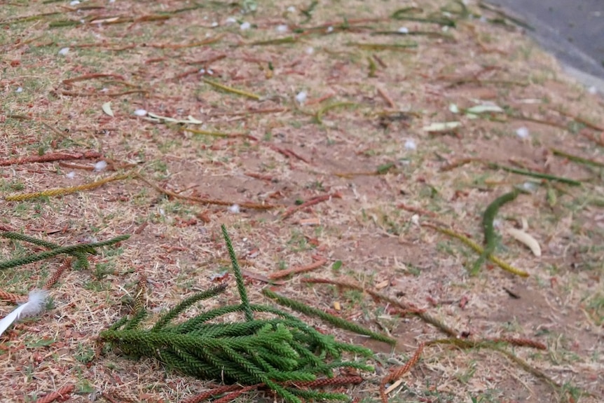pictures of fronds and feathers.