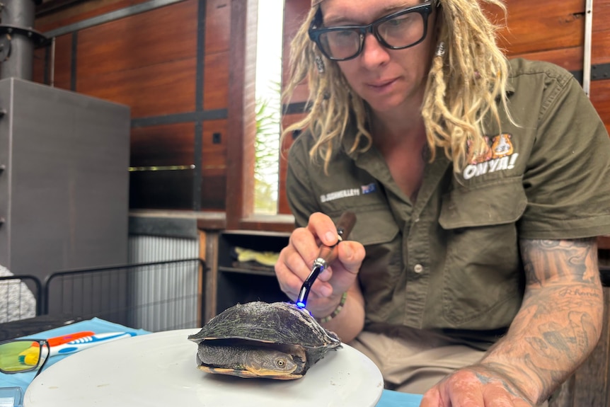 A photo of a turtle, placed on a plate, with a man using a UV light on the turtle's shell.