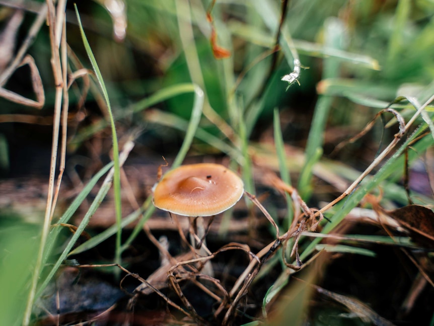 A small brown mushroom sprouts from dark green grass.