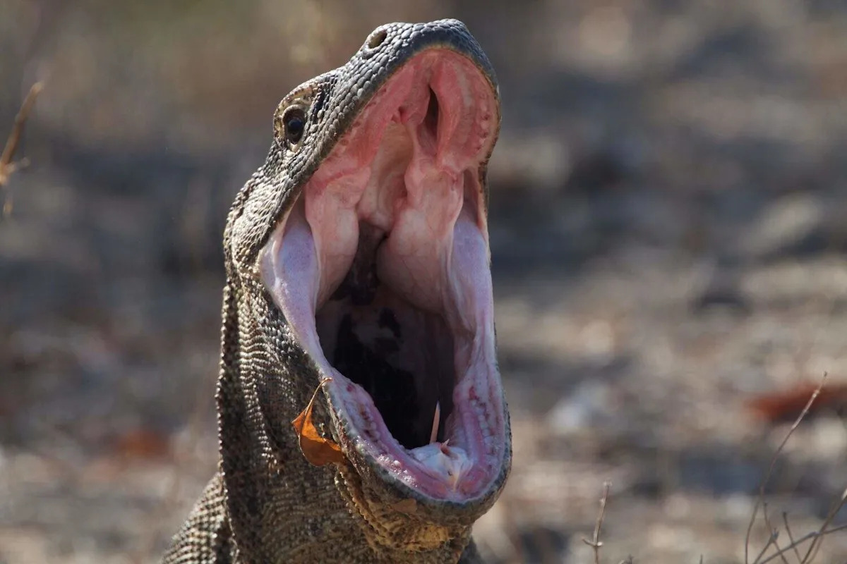 When Playtime Gets Wild: Komodo Dragon Eats Plush Toys After Macaques Toss Them Into His Enclosure