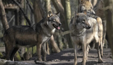 A Pack of Wolves Was Euthanized by British Wildlife Park Officials Who Say It Was 'a Last Resort'